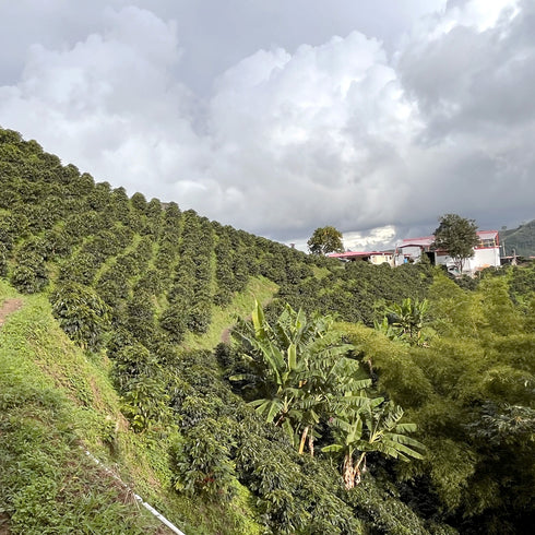 JAS Organic Rwanda Mikoff